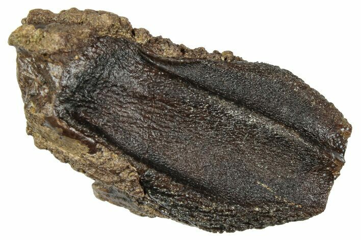 Fossil Triceratops Tooth with Partial Root - Wyoming #358151